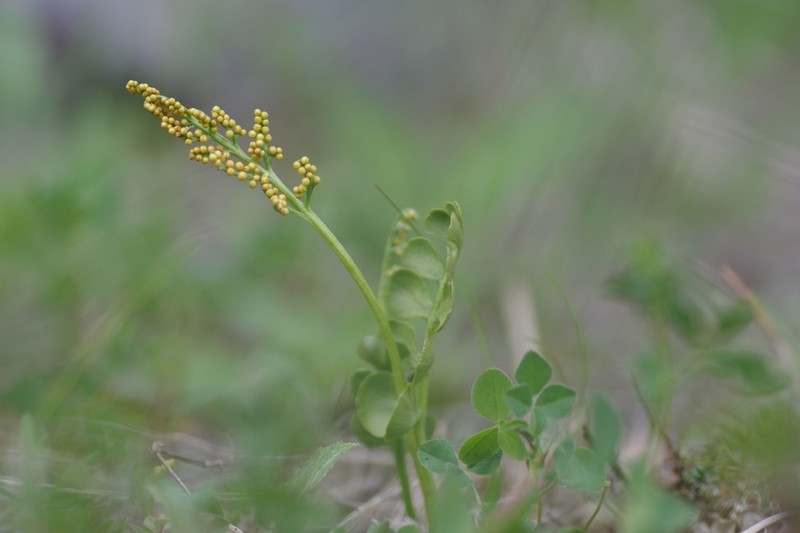 Botrychium onondagense photo 6