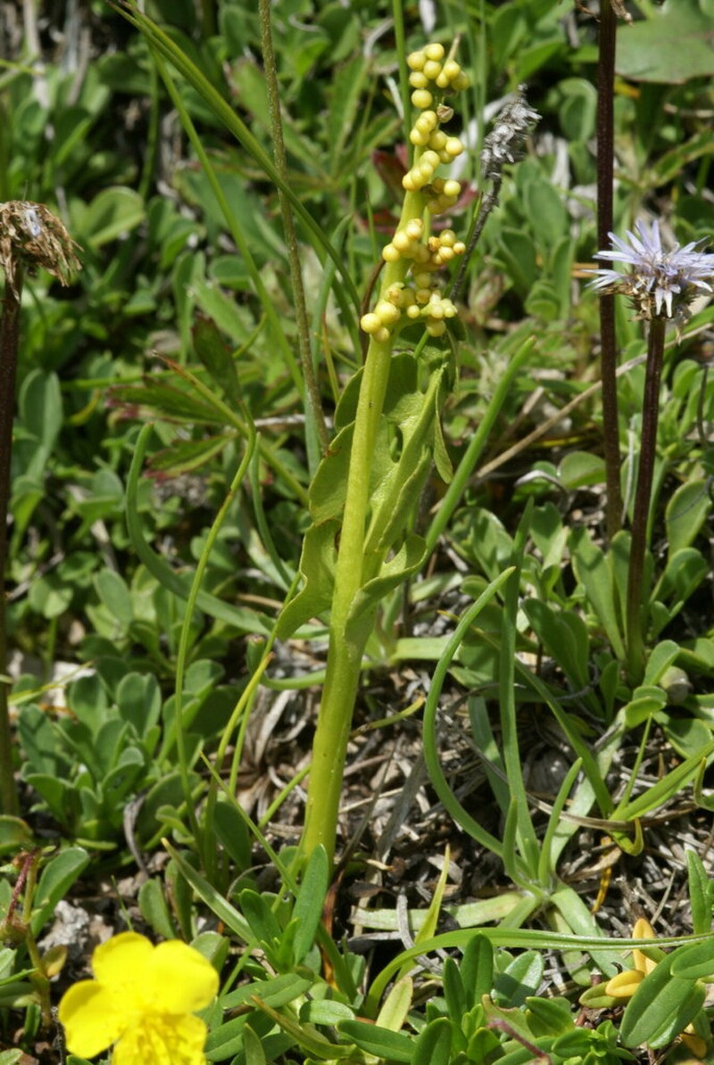 Botrychium onondagense photo 7