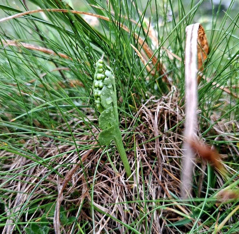 Botrychium onondagense photo 8