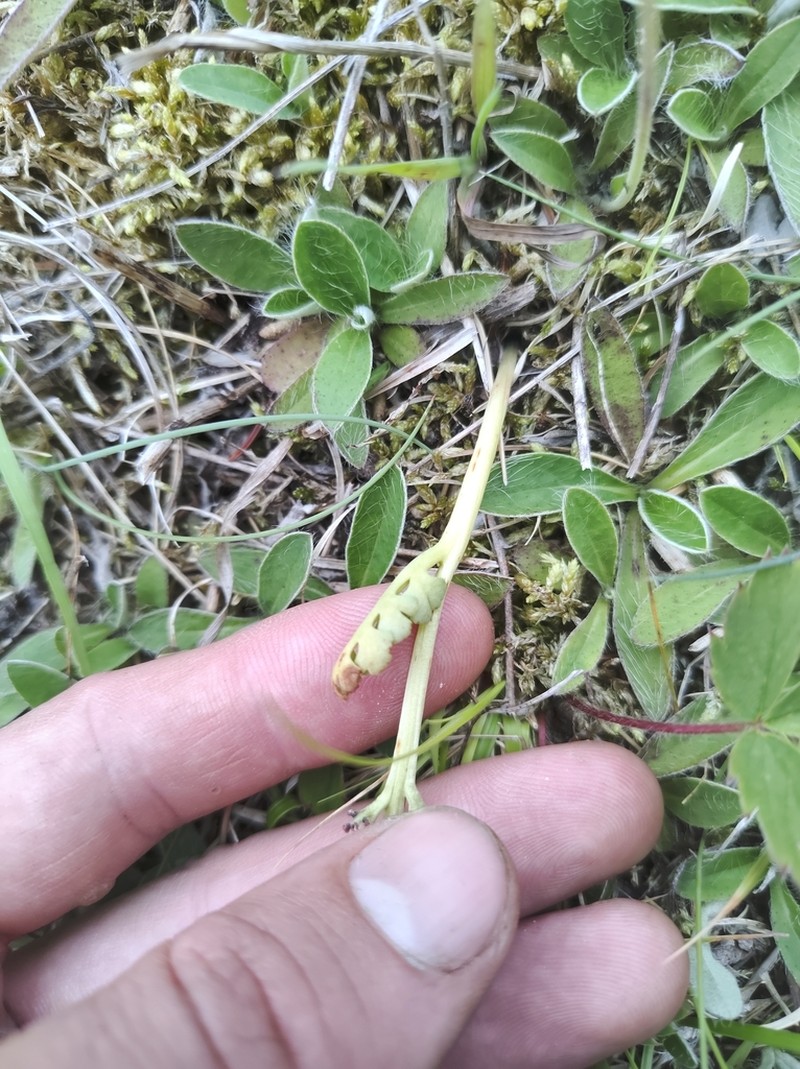 Pale Botrychium photo 2