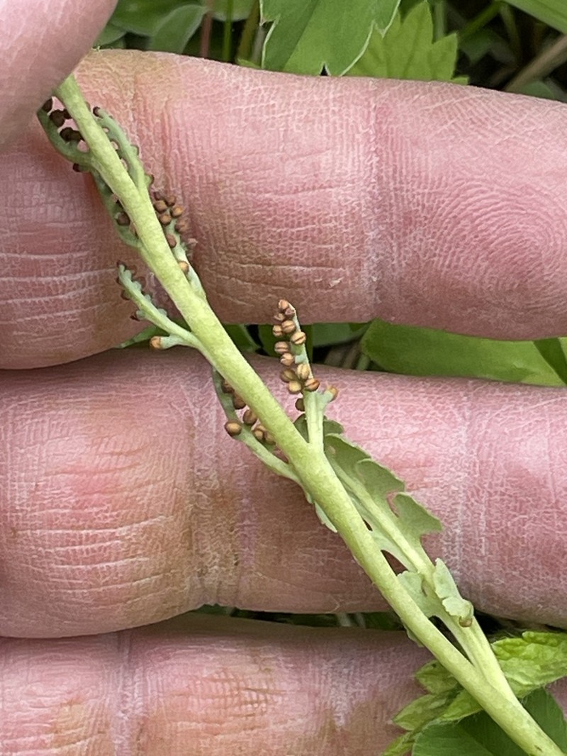 Pale Botrychium photo 3