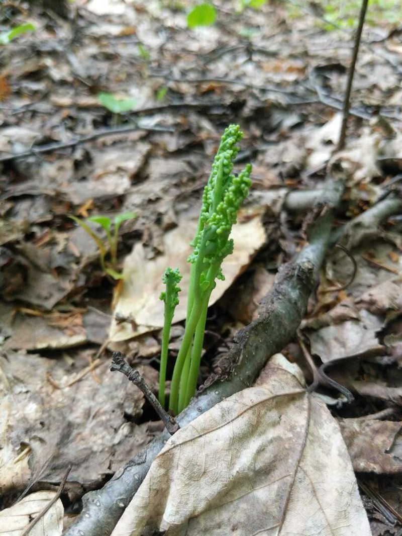 Pale Botrychium photo 4