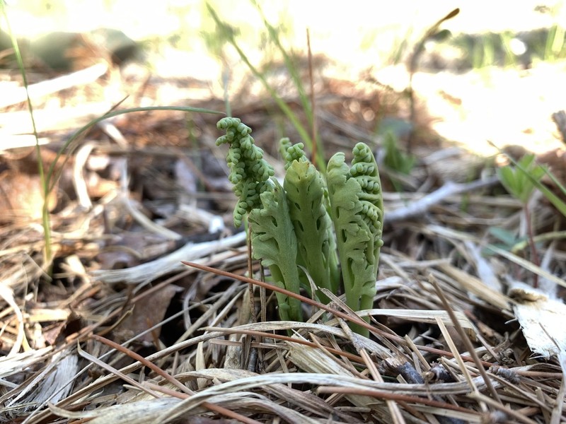Pale Botrychium photo 5