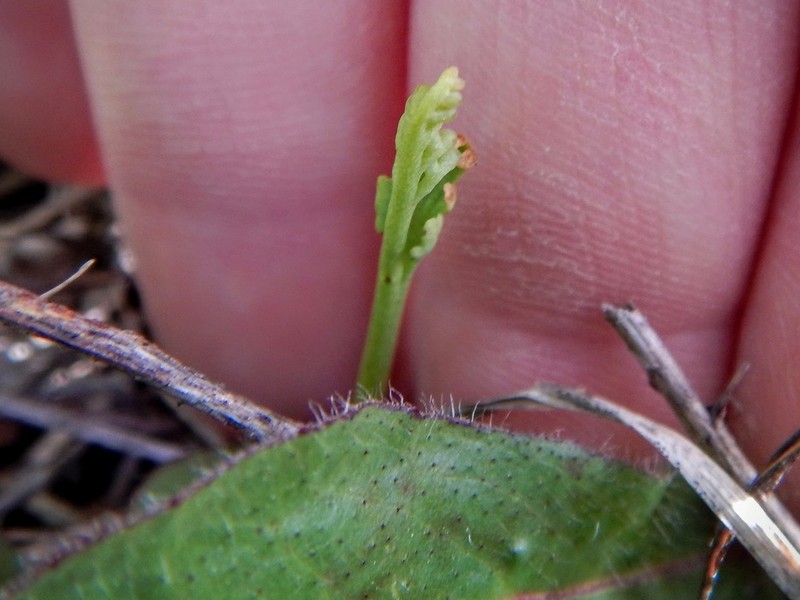 Pale Botrychium photo 6