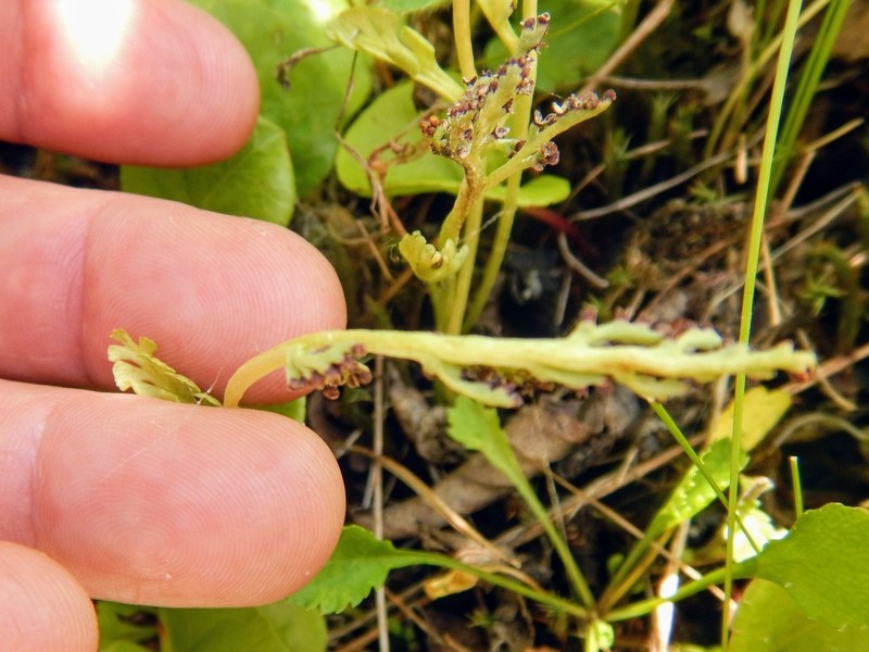 Pale Botrychium photo 7