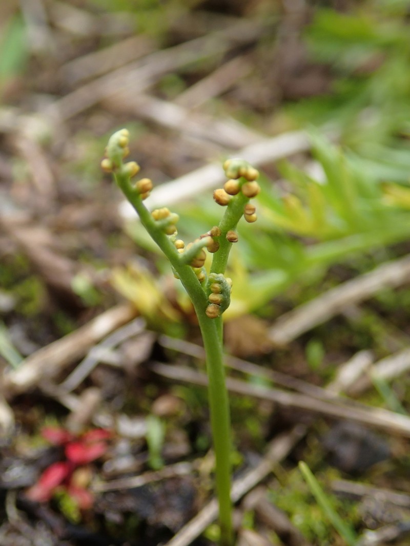 Peculiar Moonwort photo 3