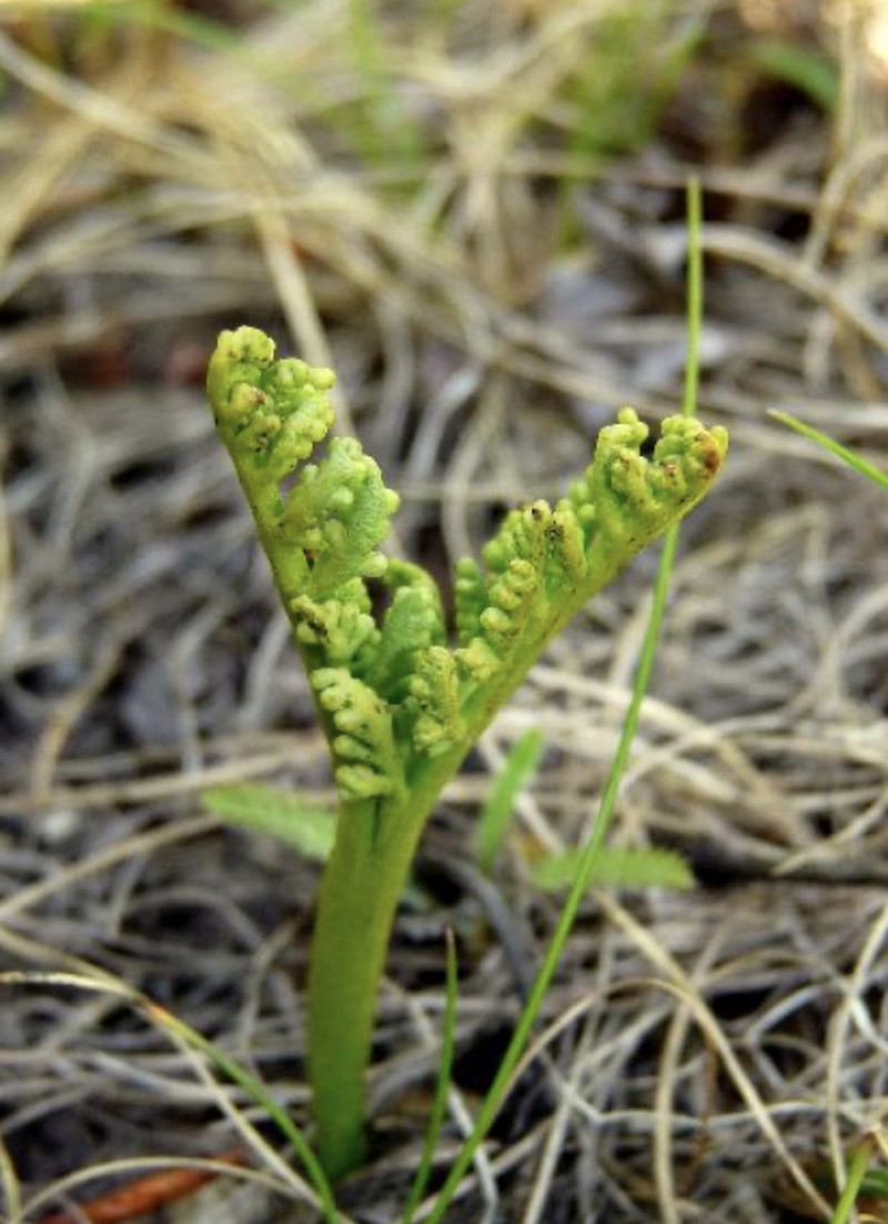 Peculiar Moonwort photo 4