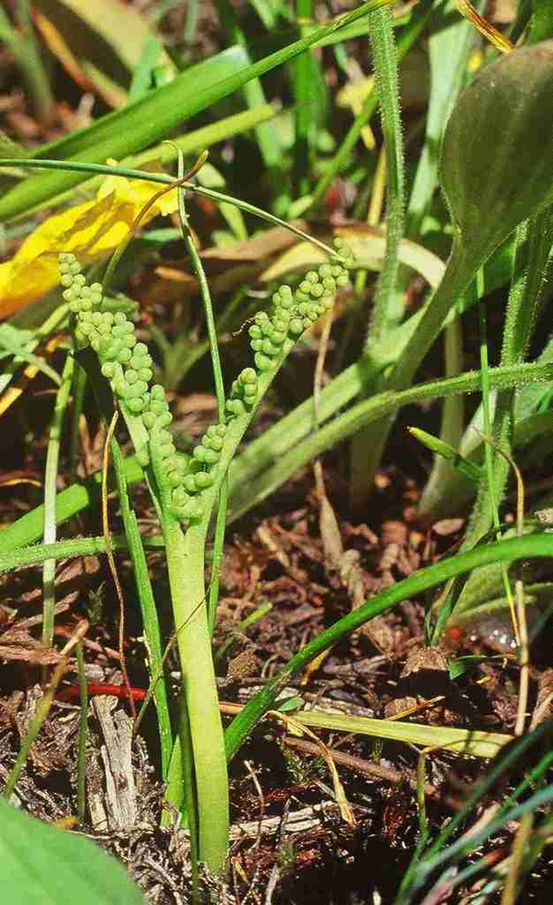 Peculiar Moonwort photo 5