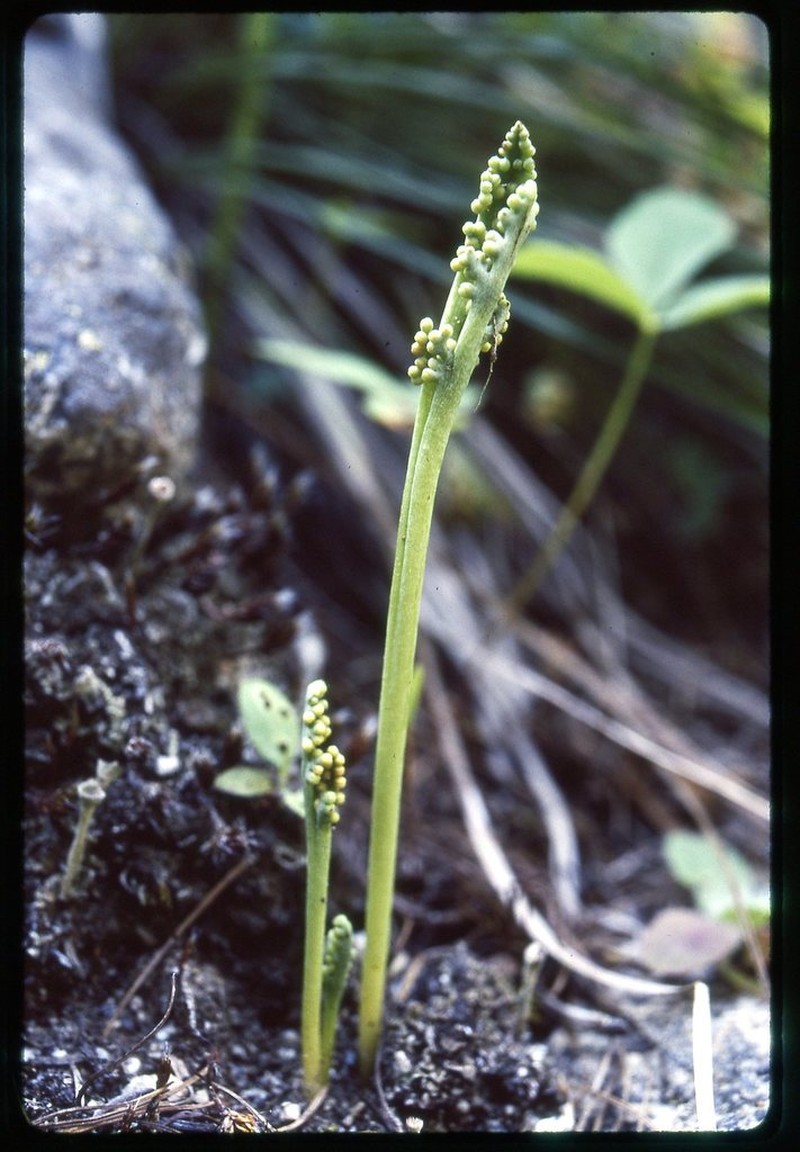 Peculiar Moonwort photo 6