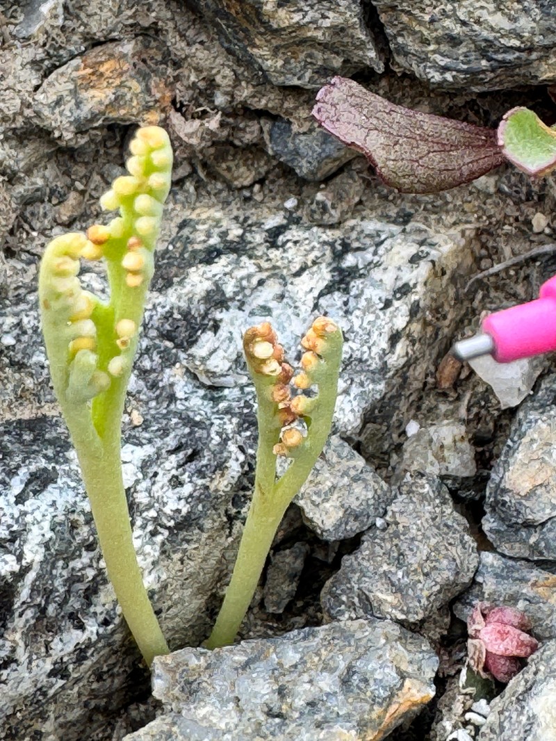 Peculiar Moonwort photo 7