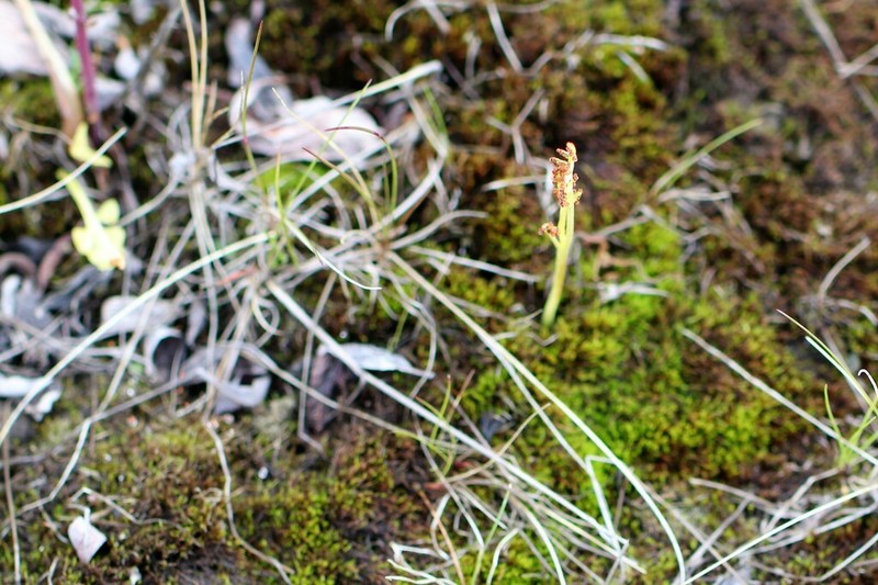 Peculiar Moonwort photo 8