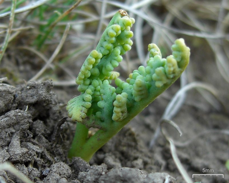 Peculiar Moonwort