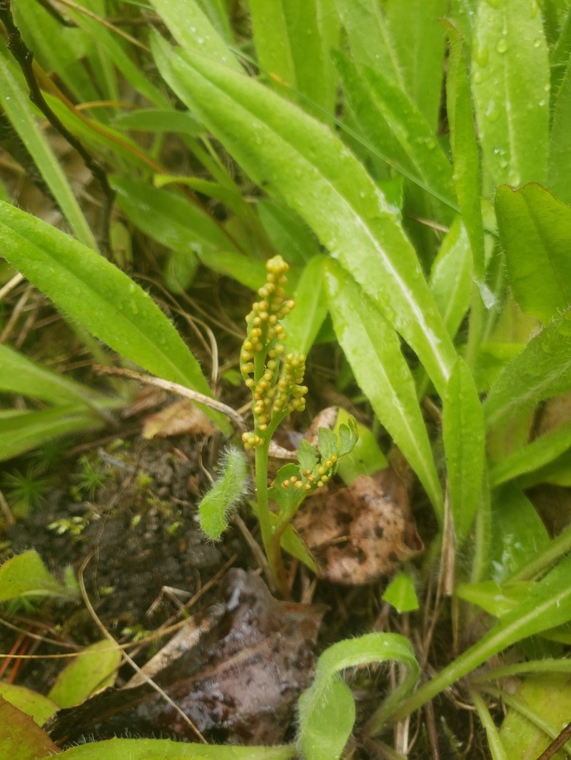Stalked Moonwort