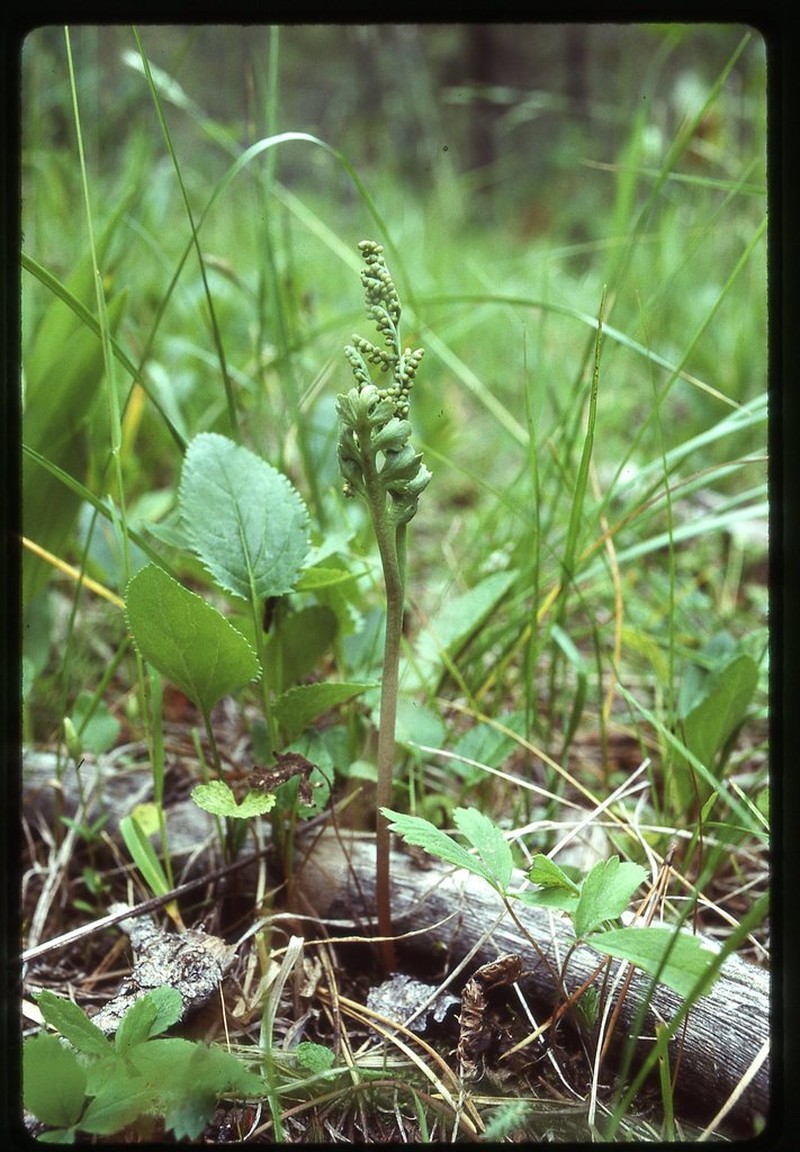 Stalked Moonwort photo 2
