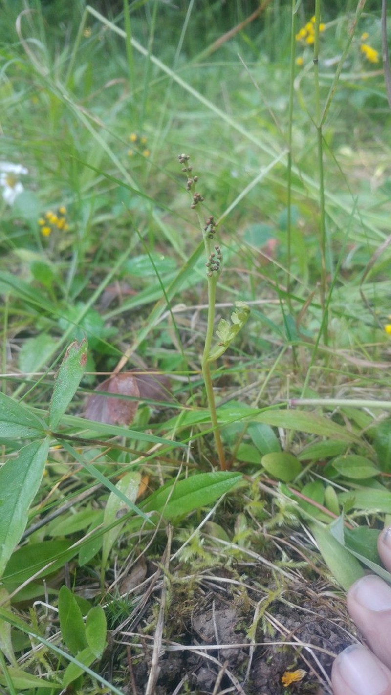 Stalked Moonwort photo 3