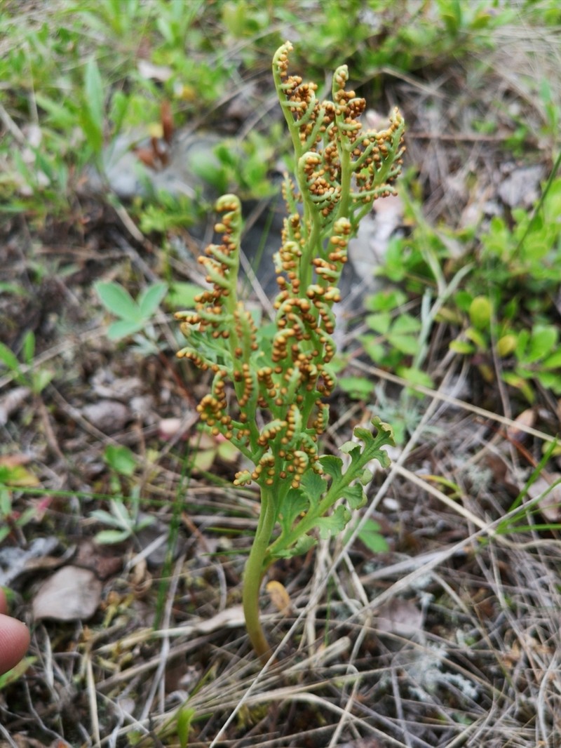 Stalked Moonwort photo 4