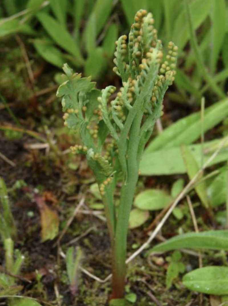 Stalked Moonwort photo 5