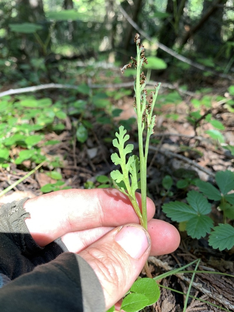 Stalked Moonwort photo 6