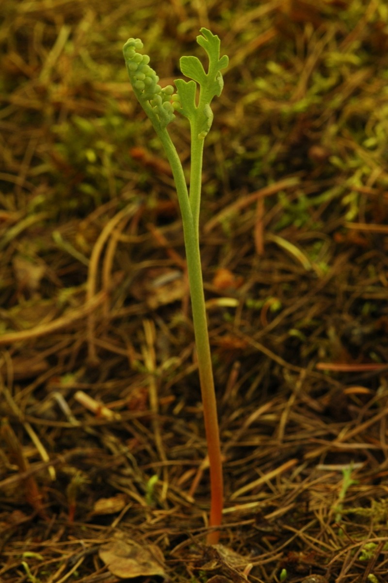 Stalked Moonwort photo 7