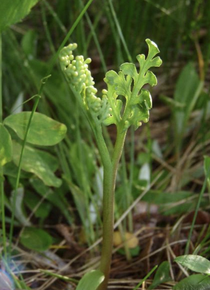 Stalked Moonwort photo 8