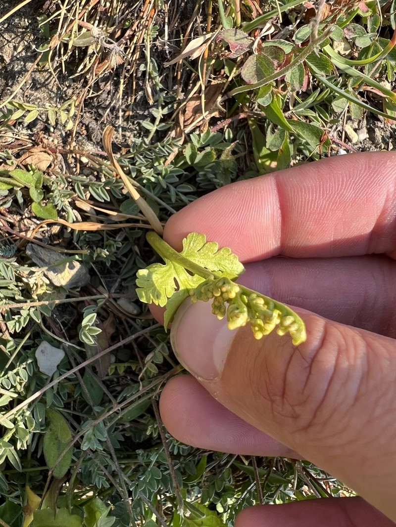 Northern Moonwort photo 2