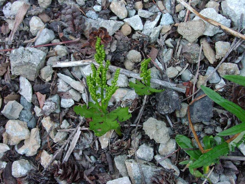 Northern Moonwort photo 3