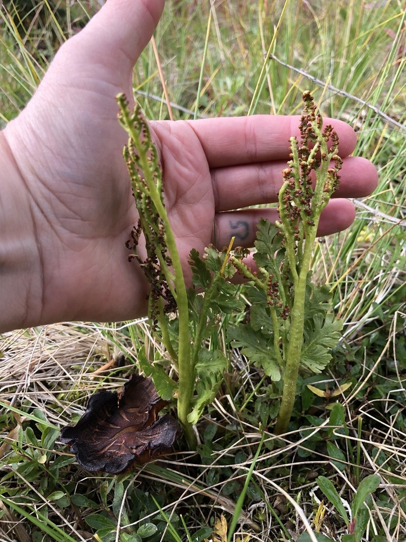 Northern Moonwort photo 4