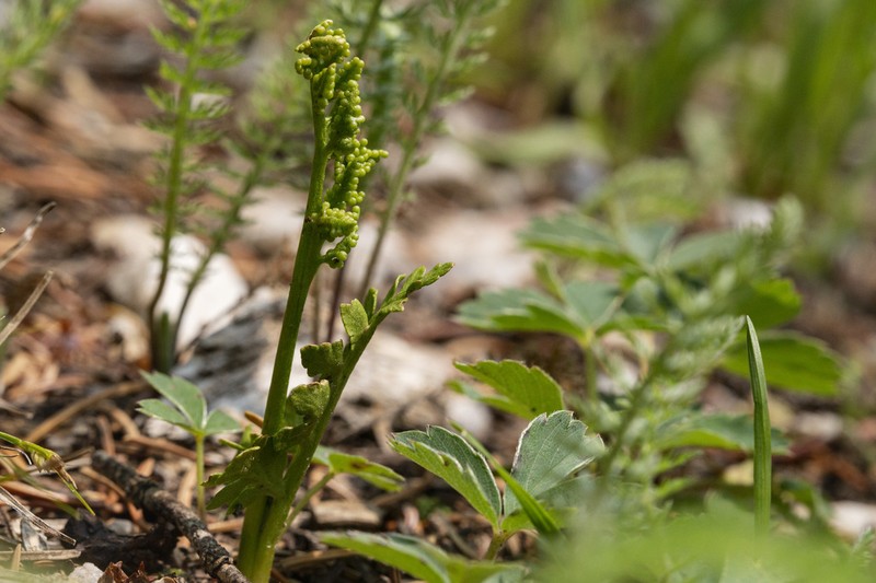 Northern Moonwort photo 5