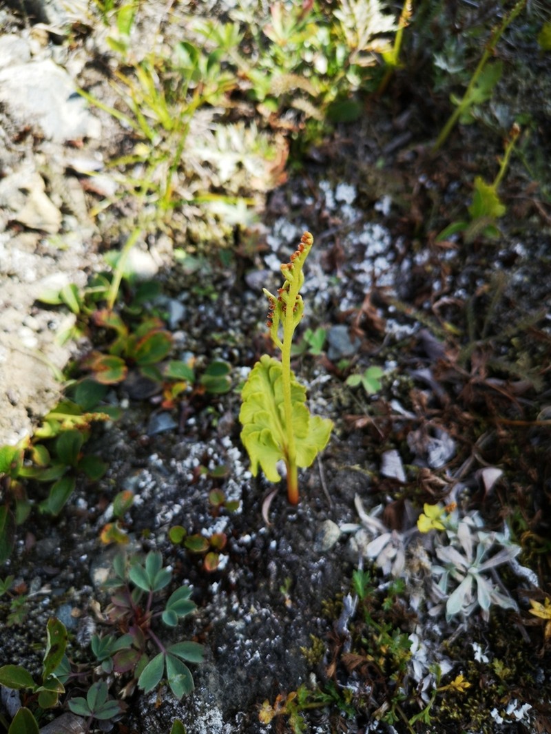 Northern Moonwort photo 6