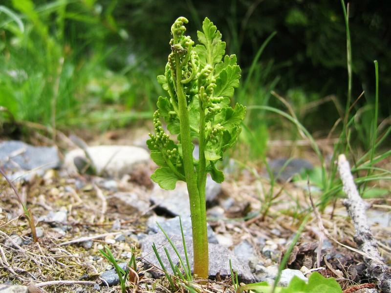 Northern Moonwort photo 7