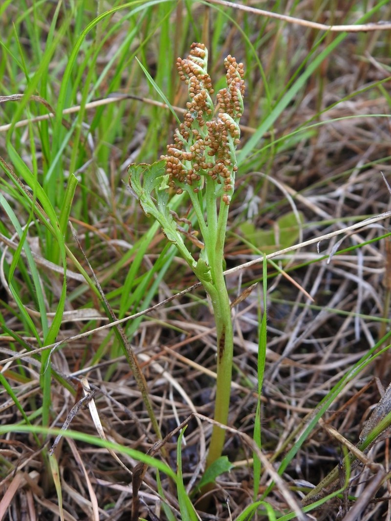 False Daisyleaf Moonwort