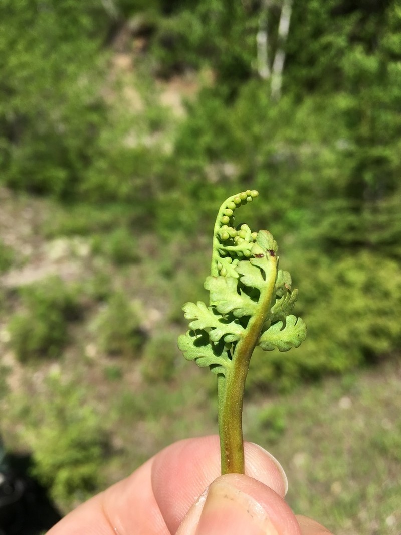 False Daisyleaf Moonwort photo 3