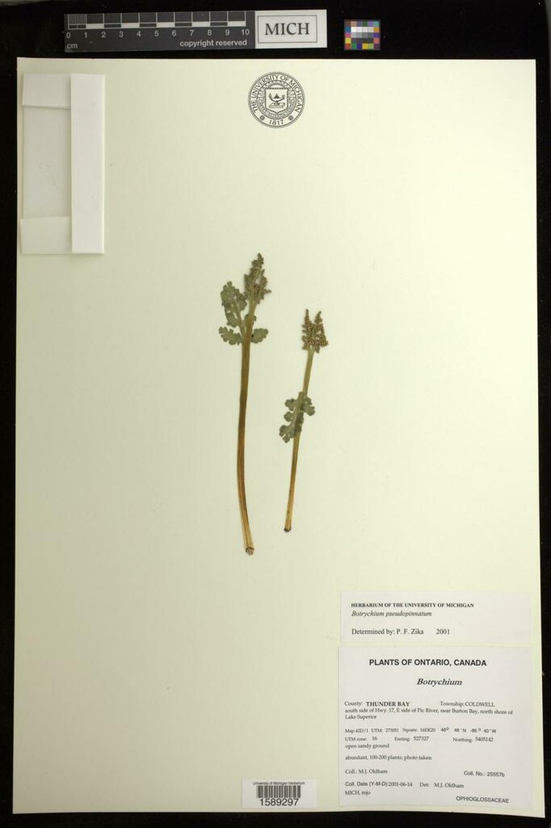 False Daisyleaf Moonwort photo 4
