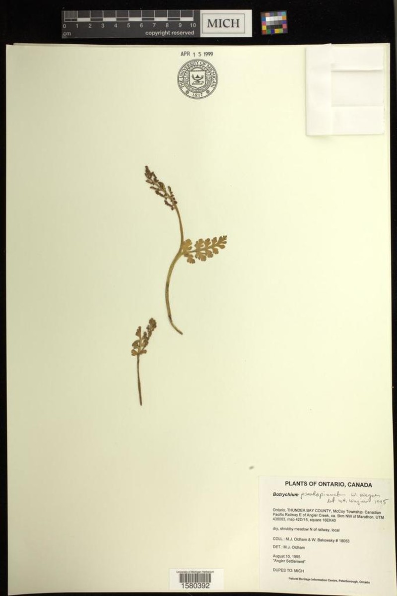 False Daisyleaf Moonwort photo 5