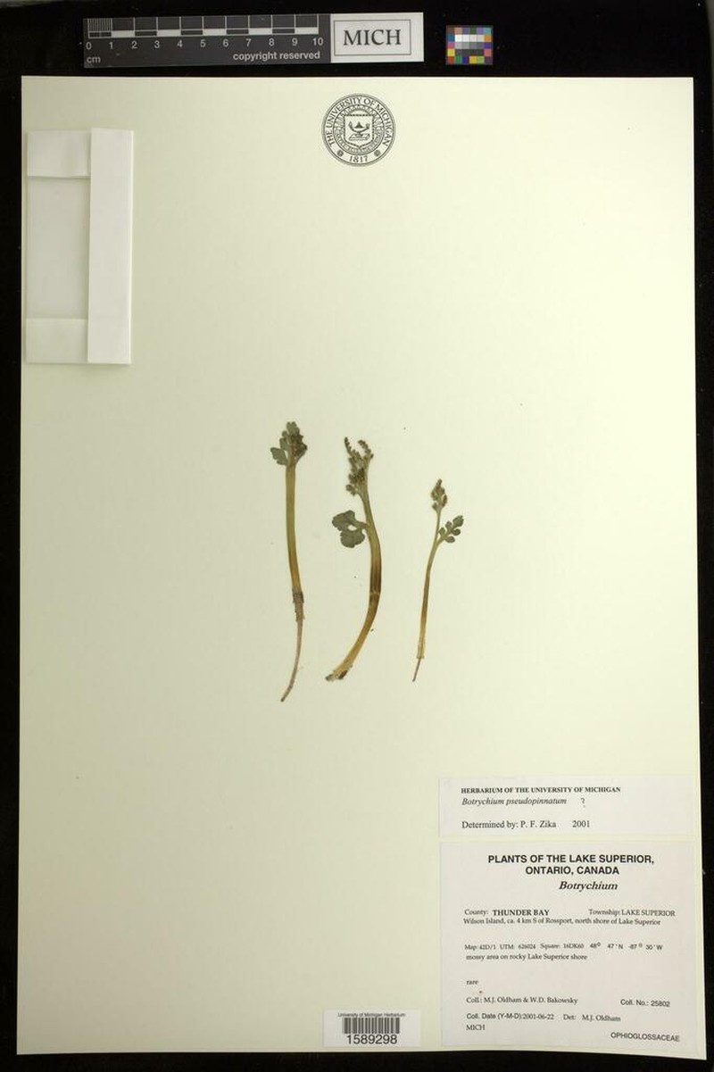 False Daisyleaf Moonwort photo 6