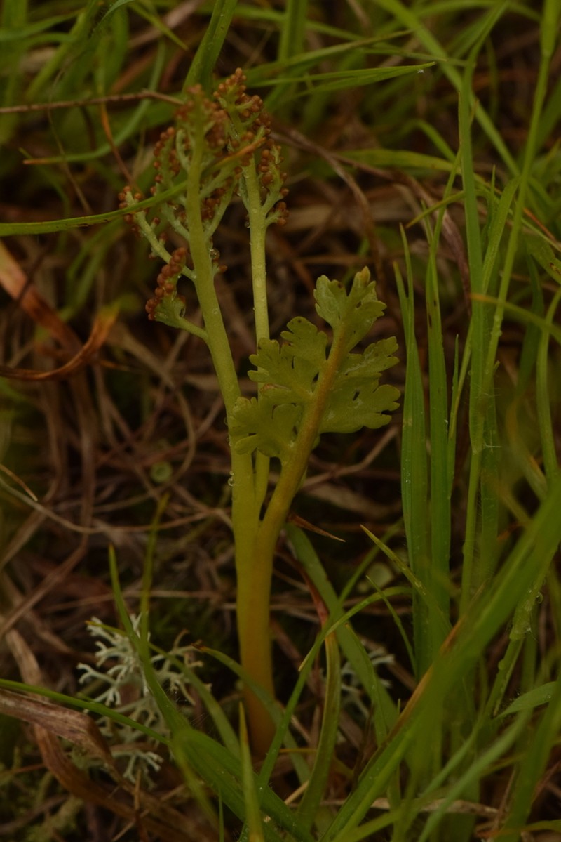 False Daisyleaf Moonwort photo 7