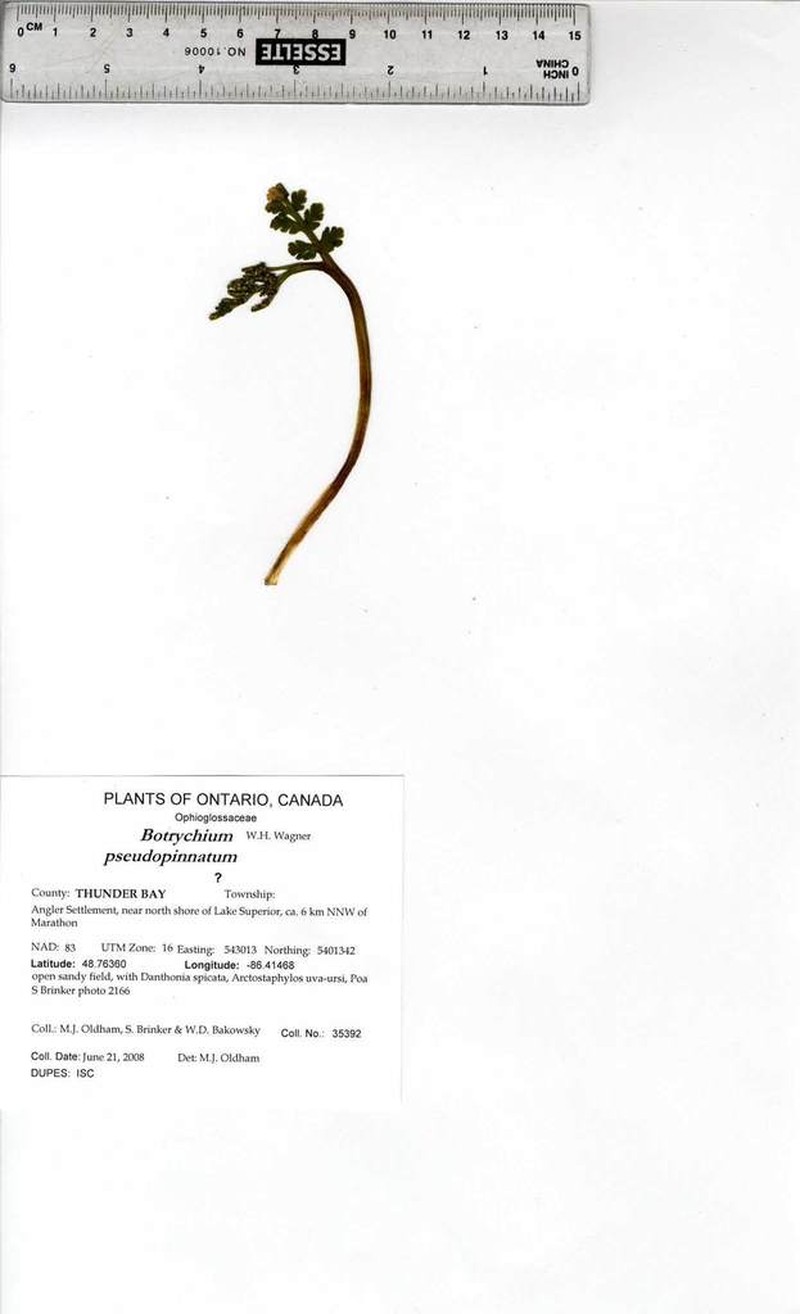 False Daisyleaf Moonwort photo 8