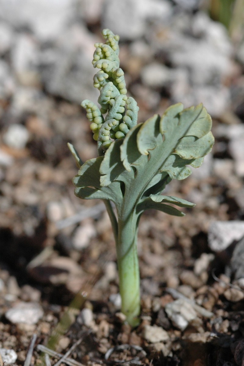 Crater Lake Grapefern photo 2