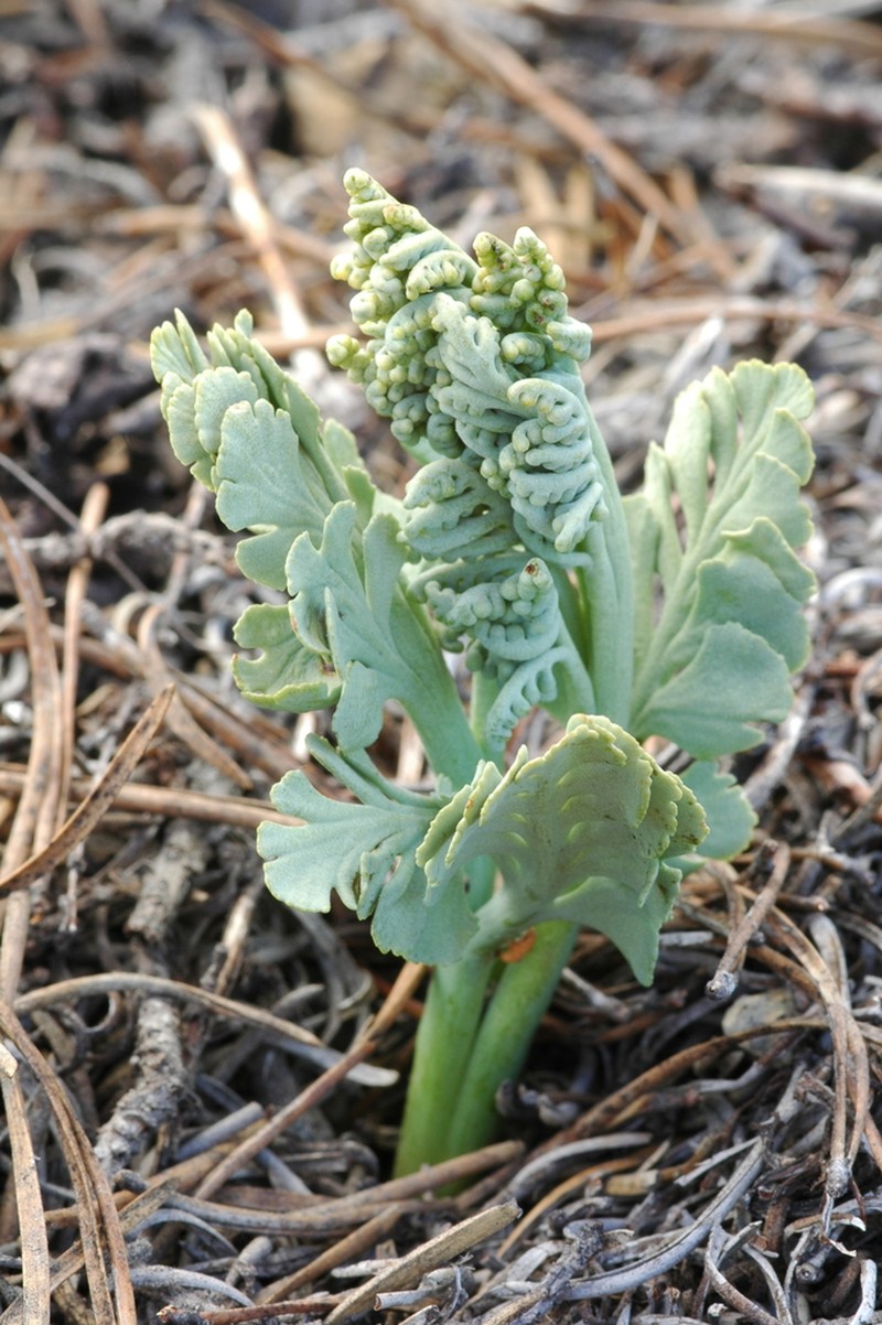 Crater Lake Grapefern photo 3