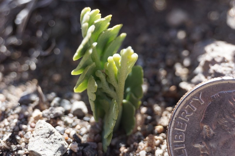 Crater Lake Grapefern photo 4