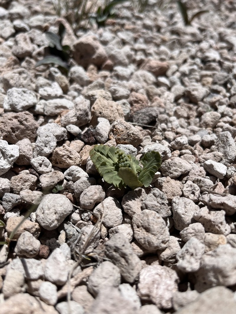 Crater Lake Grapefern photo 6