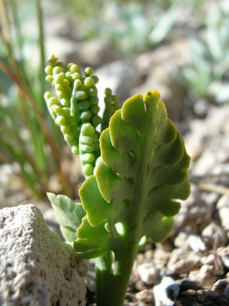 Crater Lake Grapefern