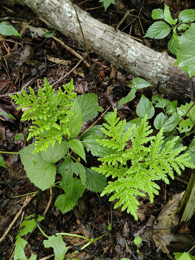 Leathery Grapefern