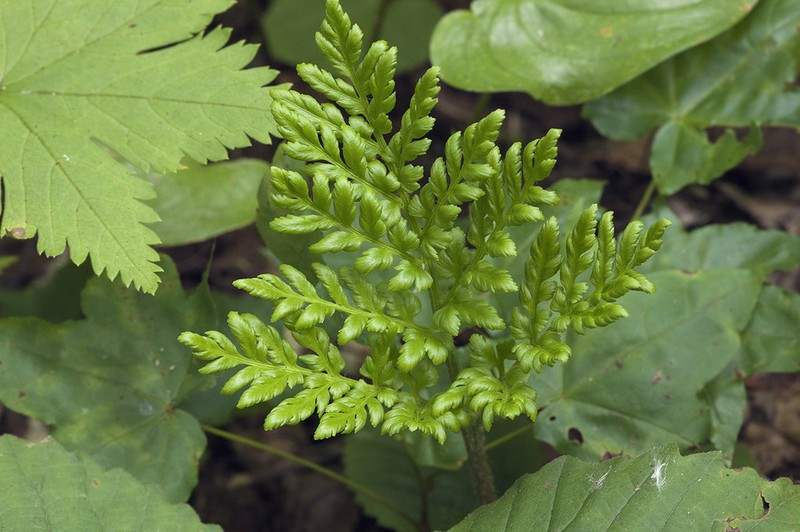 Leathery Grapefern photo 2