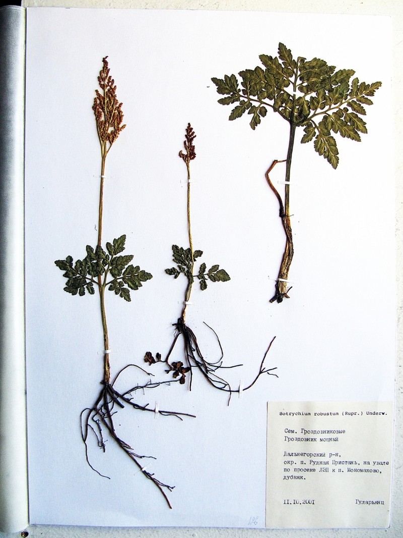 Leathery Grapefern photo 4