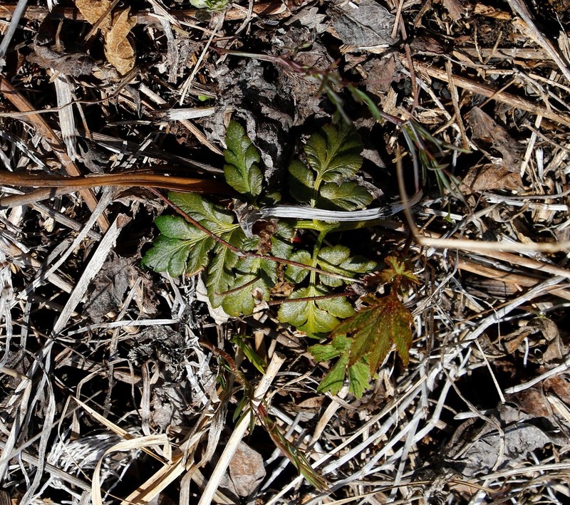 Leathery Grapefern photo 5