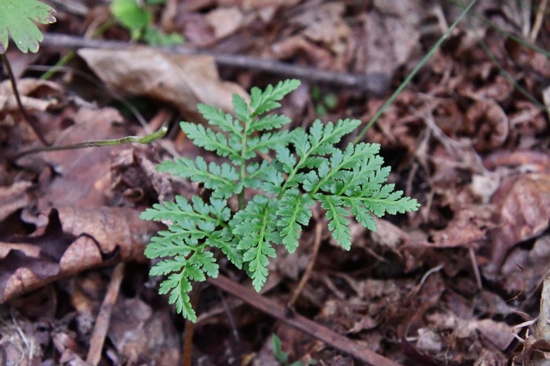 Leathery Grapefern photo 7