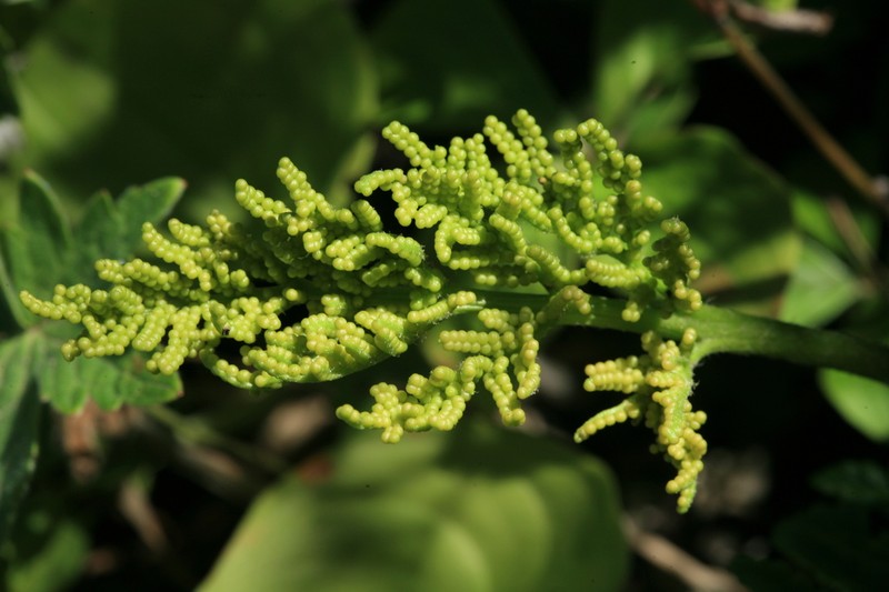 Leathery Grapefern photo 8