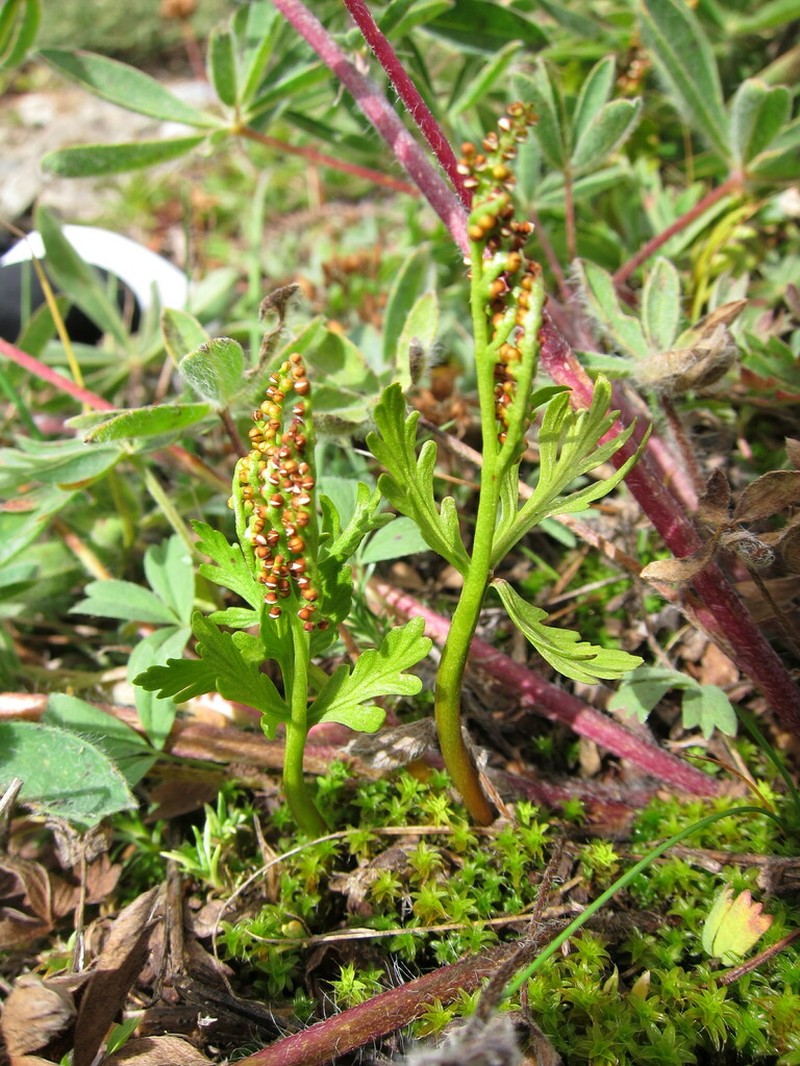 Botrychium rubellum