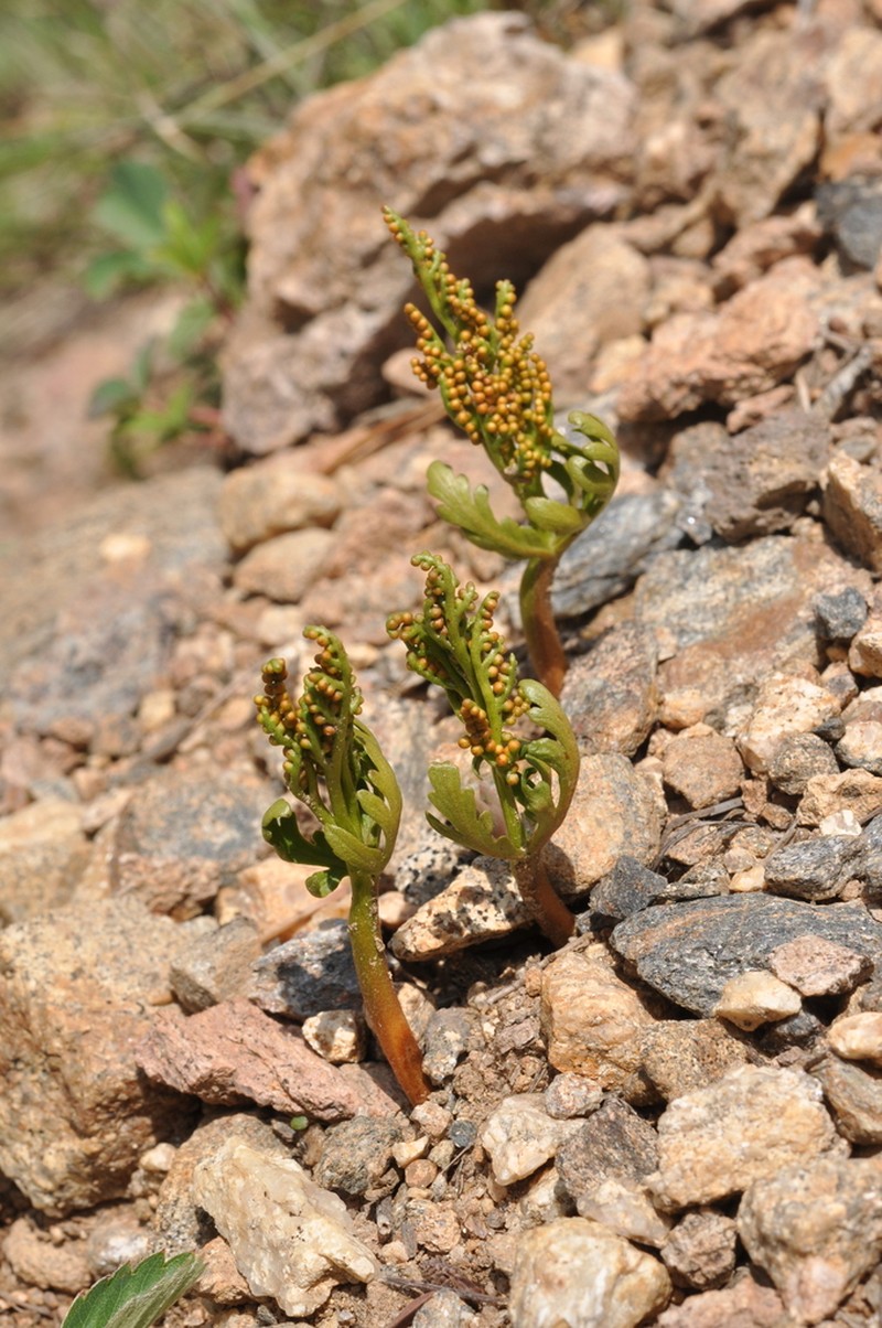 Botrychium rubellum photo 2